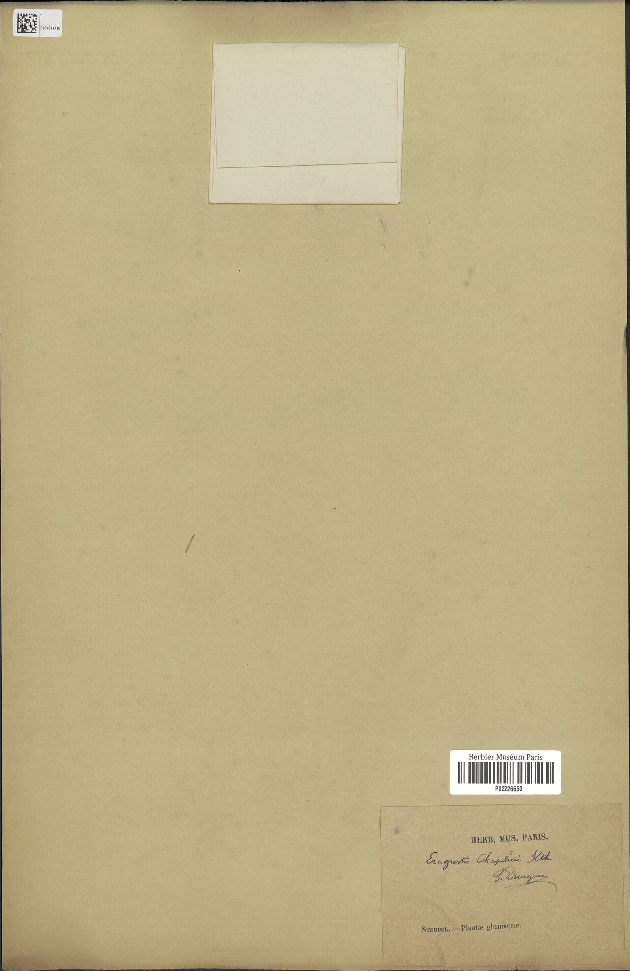 Eragrostis boivinii — search result for 'Eragrostis'