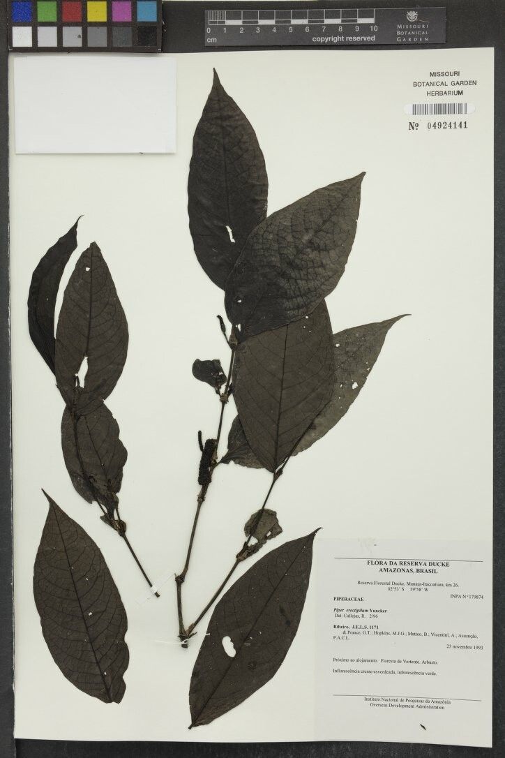 Piper erectipilum — houseplant care guide