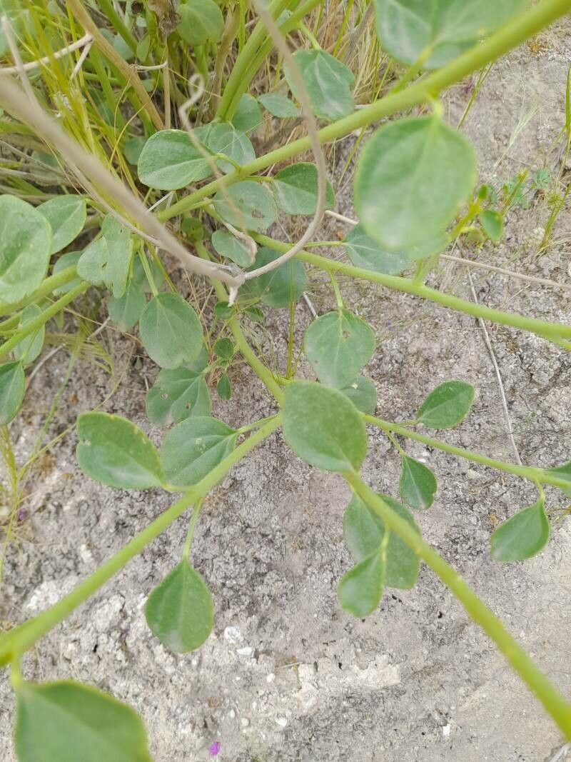 Cleome oxypetala leaf