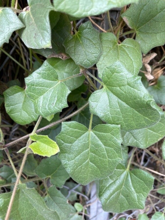Thunbergia gregorii — search result for 'Thunbergia'
