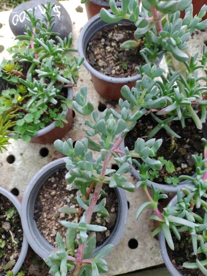 Oscularia pedunculata leaf