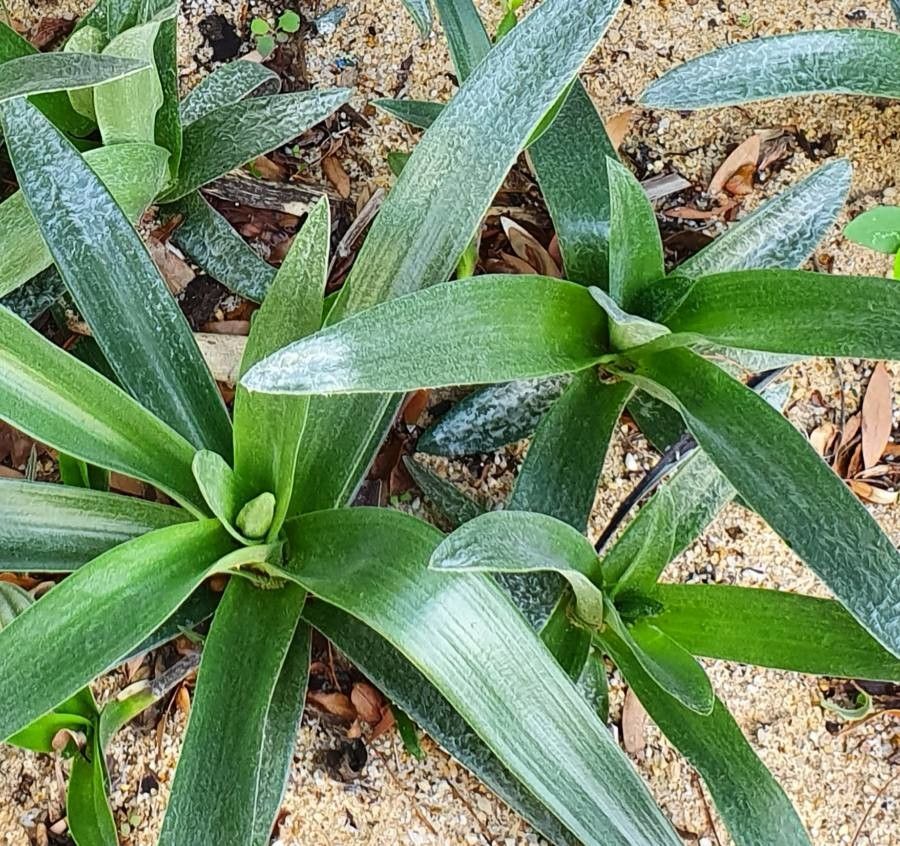 Cyanotis robusta leaf