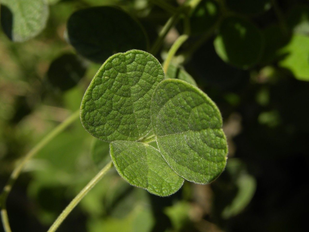 Cajanus scarabaeoides leaf