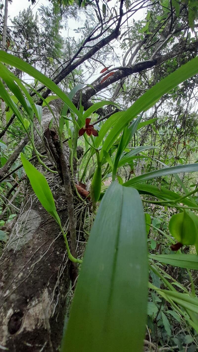Prosthechea livida flower