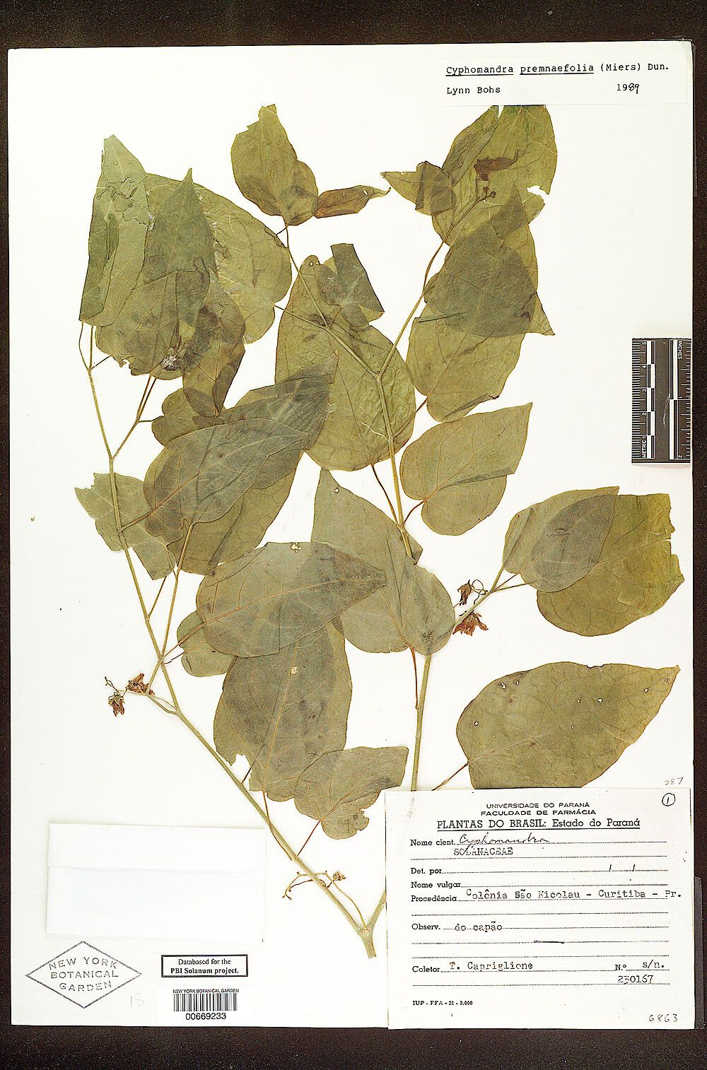 Solanum premnifolium — houseplant care guide