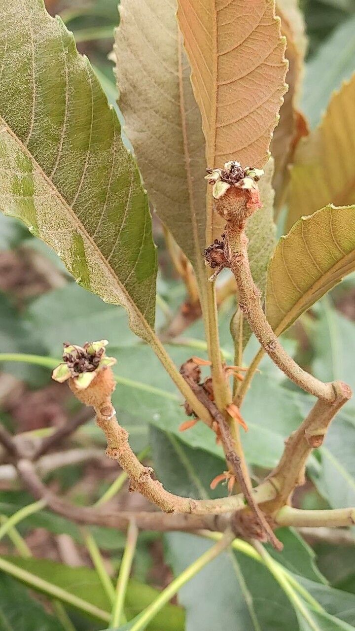 Rhaphiolepis deflexa fruit
