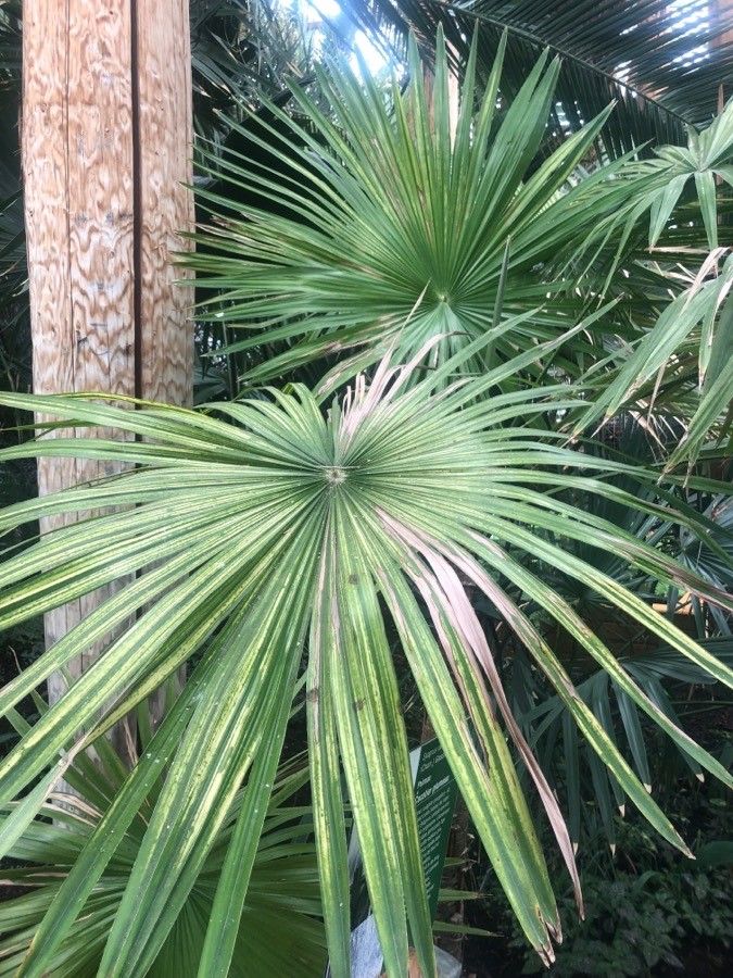 Trachycarpus martianus