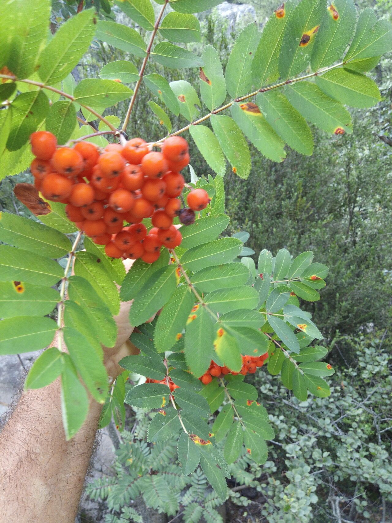 Sorbus decora fruit