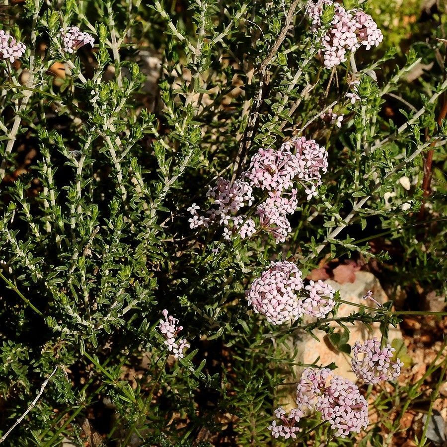 Asperula hirsuta leaf