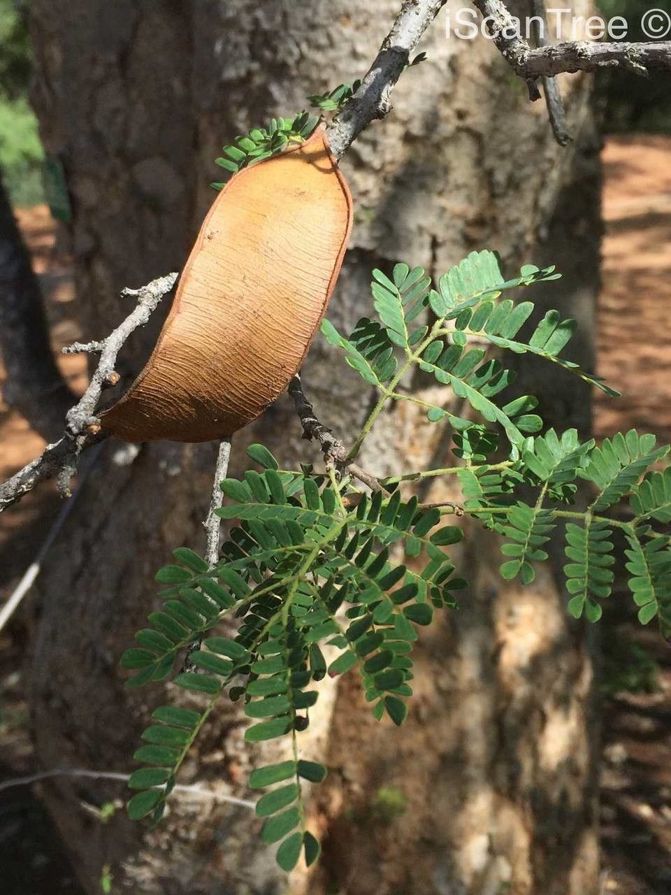 Albizia forbesii fruit