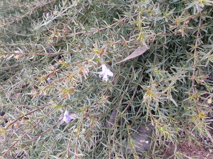 Hemiandra pungens — houseplant care guide