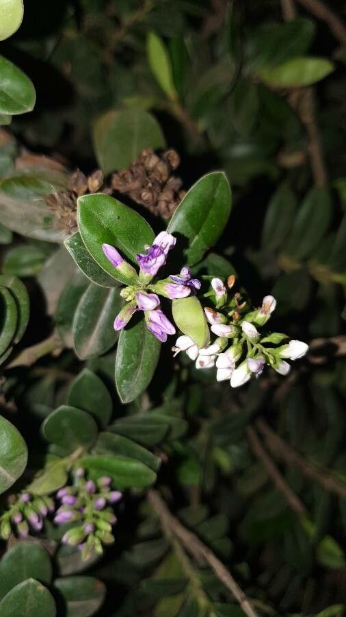 Hebe elliptica flower