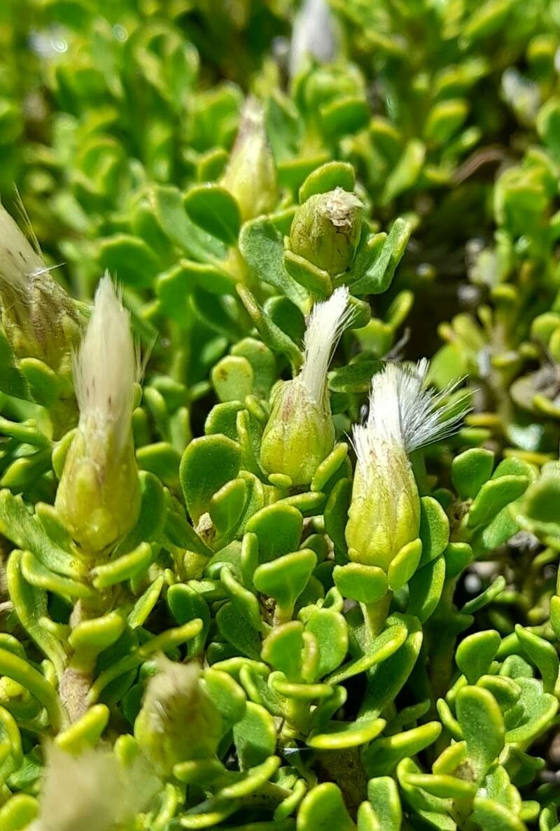 Baccharis magellanica fruit