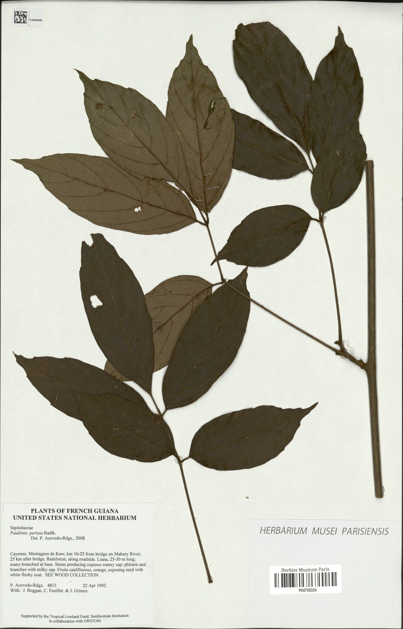 Paullinia latifolia — houseplant care guide