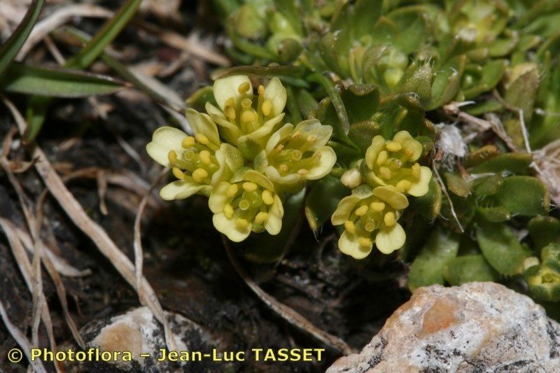 Draba dolomitica — houseplant care guide