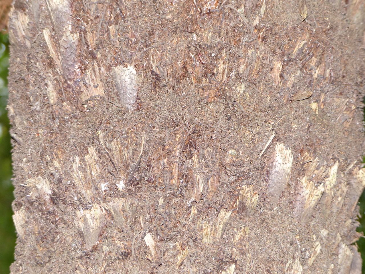 Alsophila dregei bark