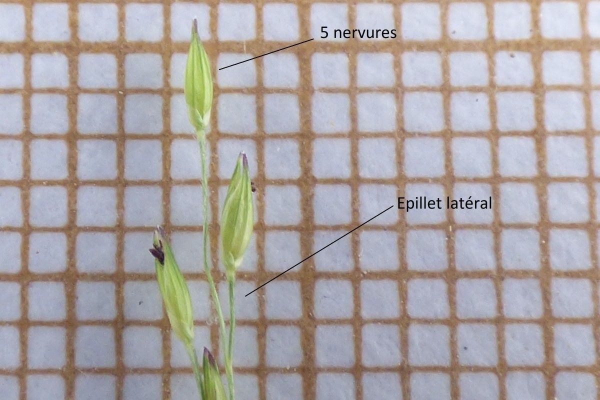 Panicum barbipulvinatum — search result for 'Panicum'