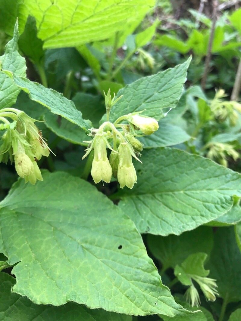 Symphytum cordatum flower