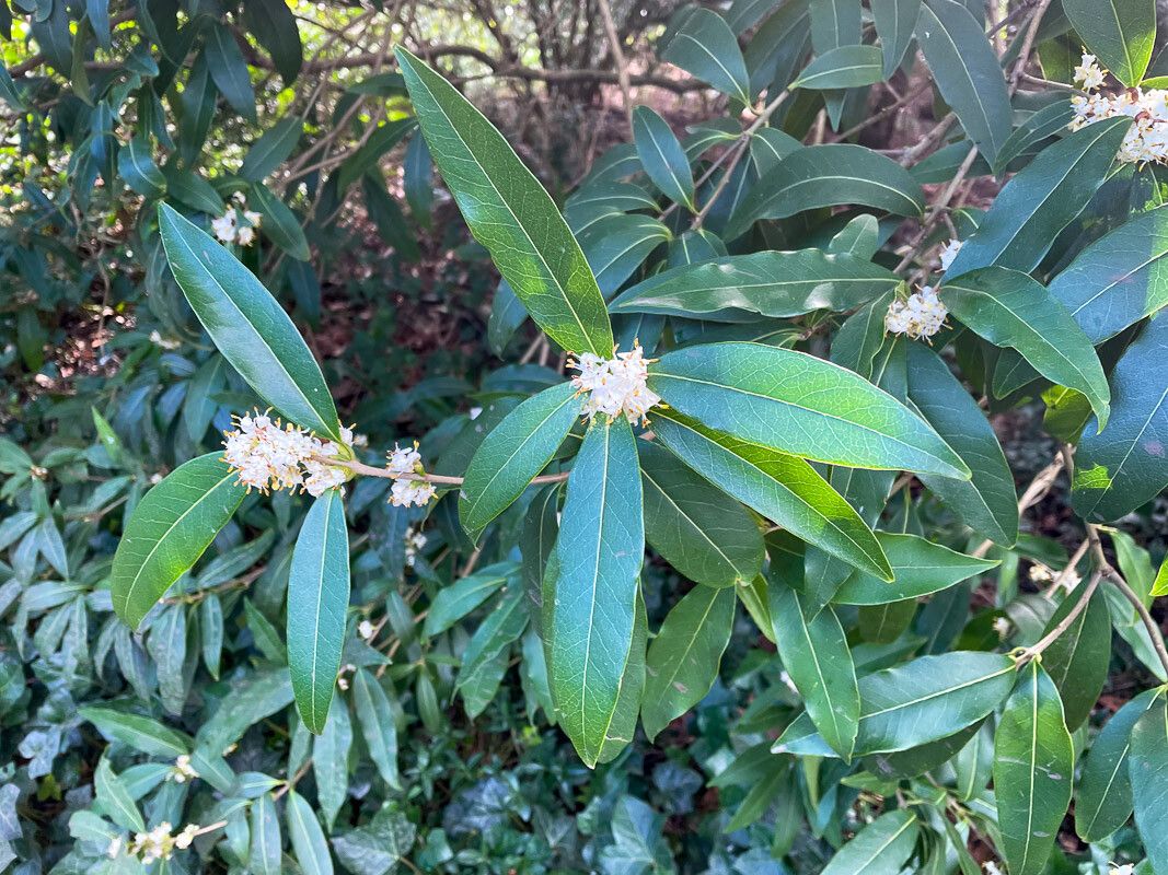 Osmanthus decorus flower