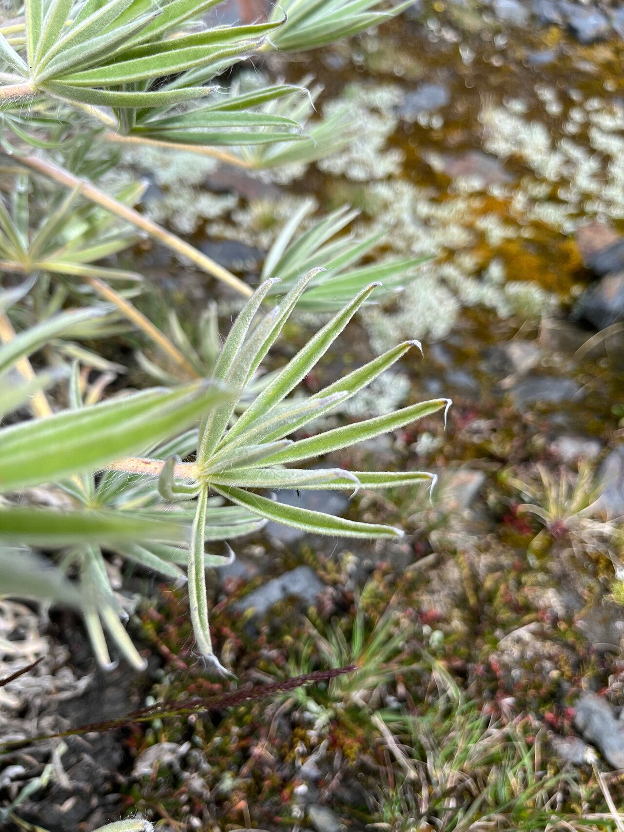 Lupinus weberbaueri leaf