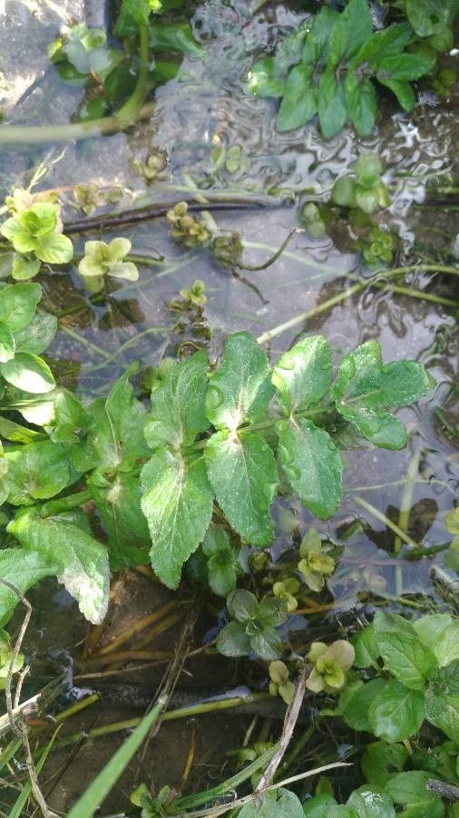 Caropsis verticillato-inundata leaf