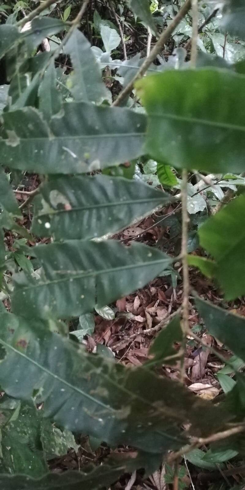 Rhabdophyllum arnoldianum leaf