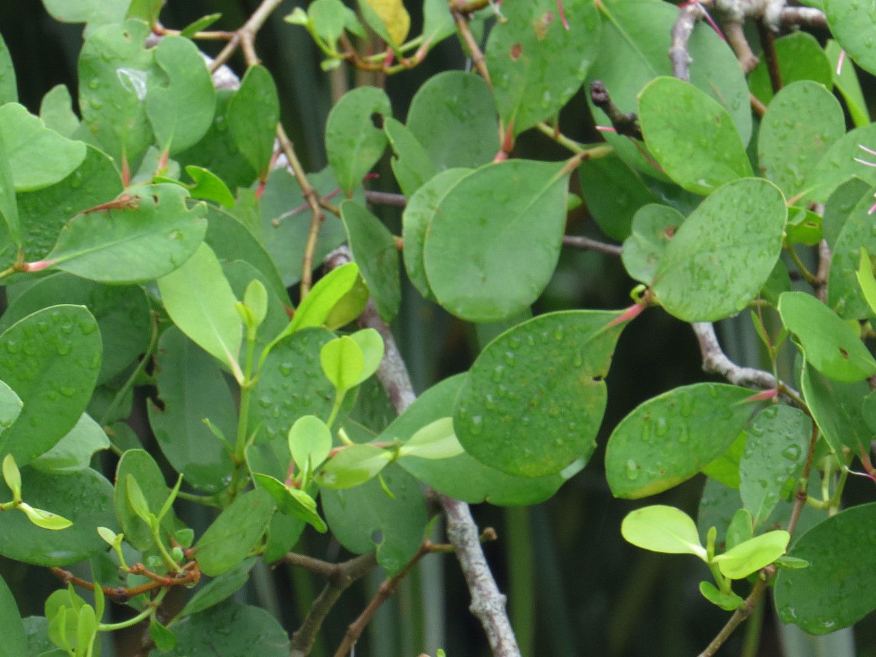 Avicennia officinalis — related species from the same genus