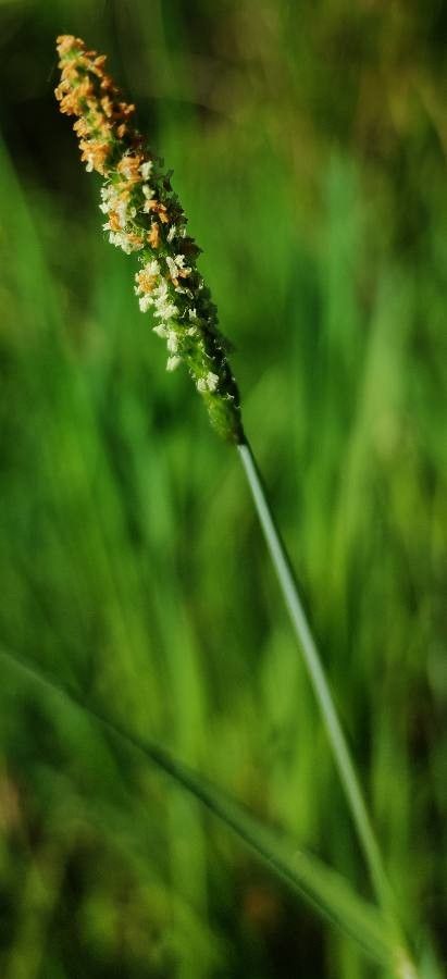 Alopecurus aequalis flower