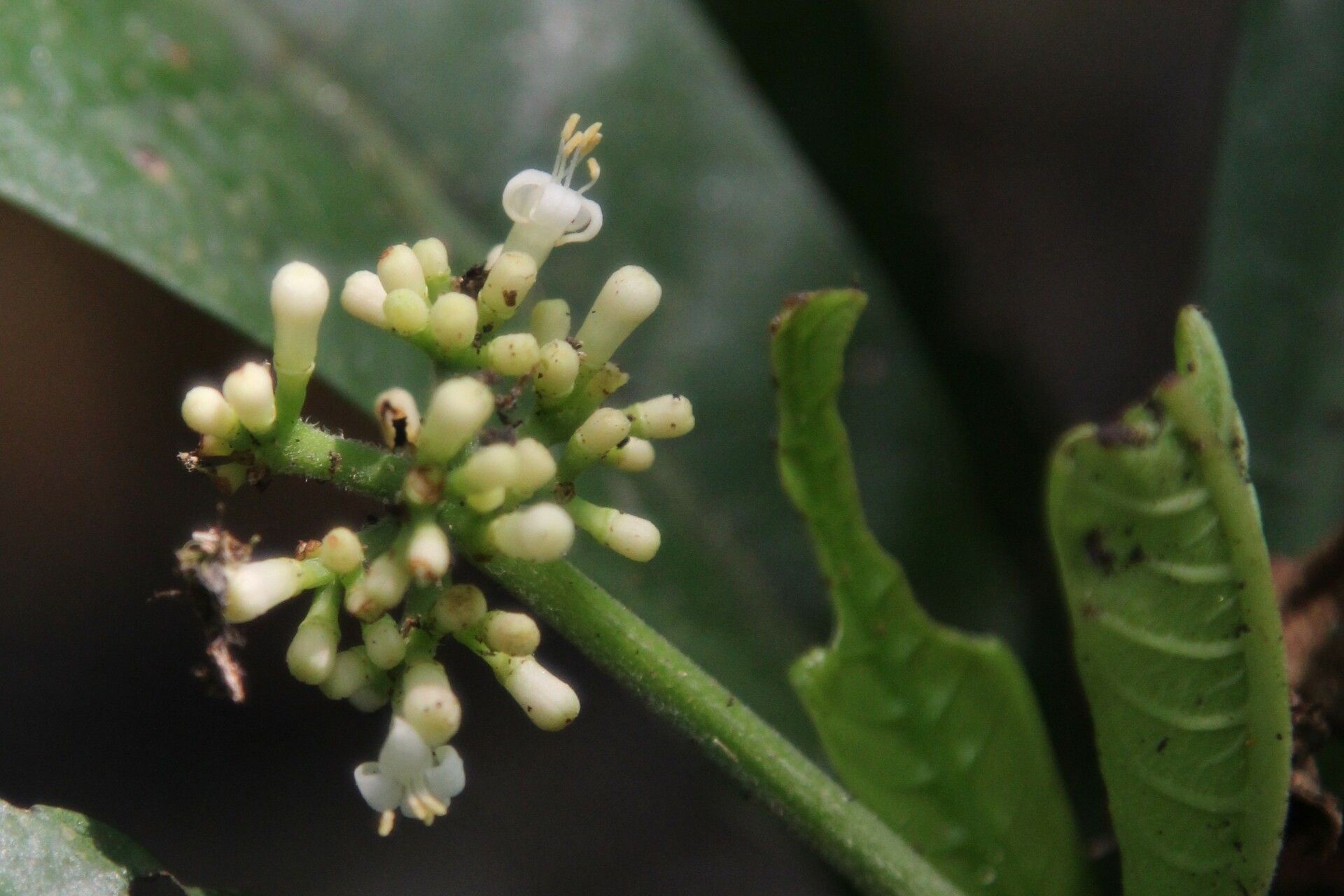 Psychotria konguensis flower