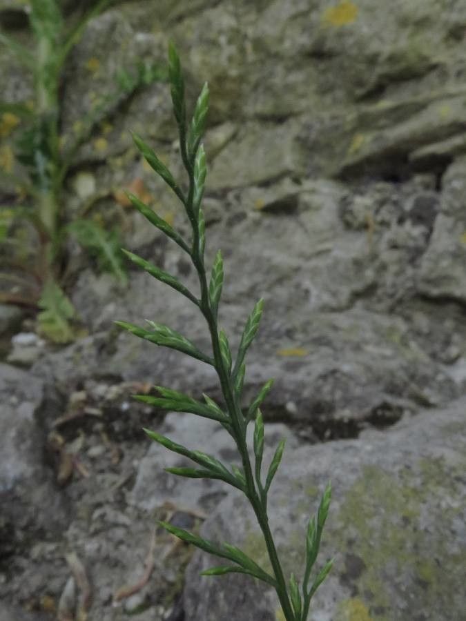 Catapodium rigidum — search result for 'South Korea'