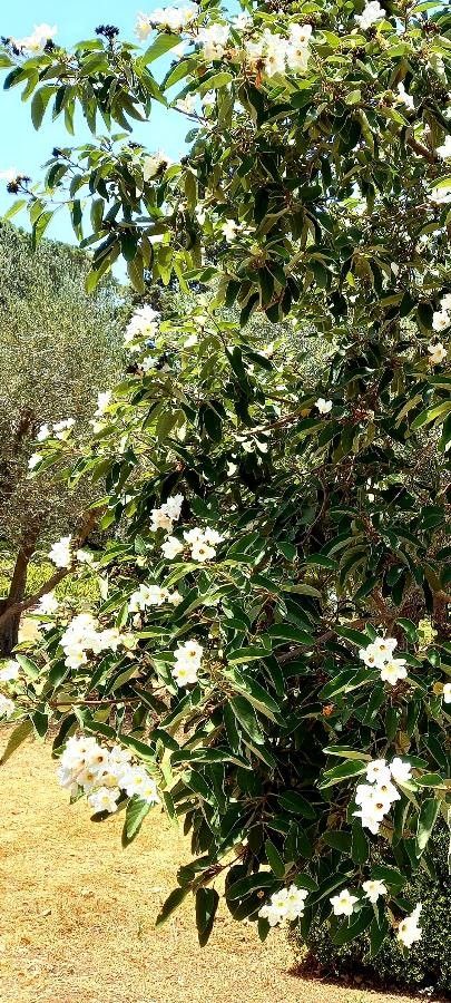 Cordia boissieri flower