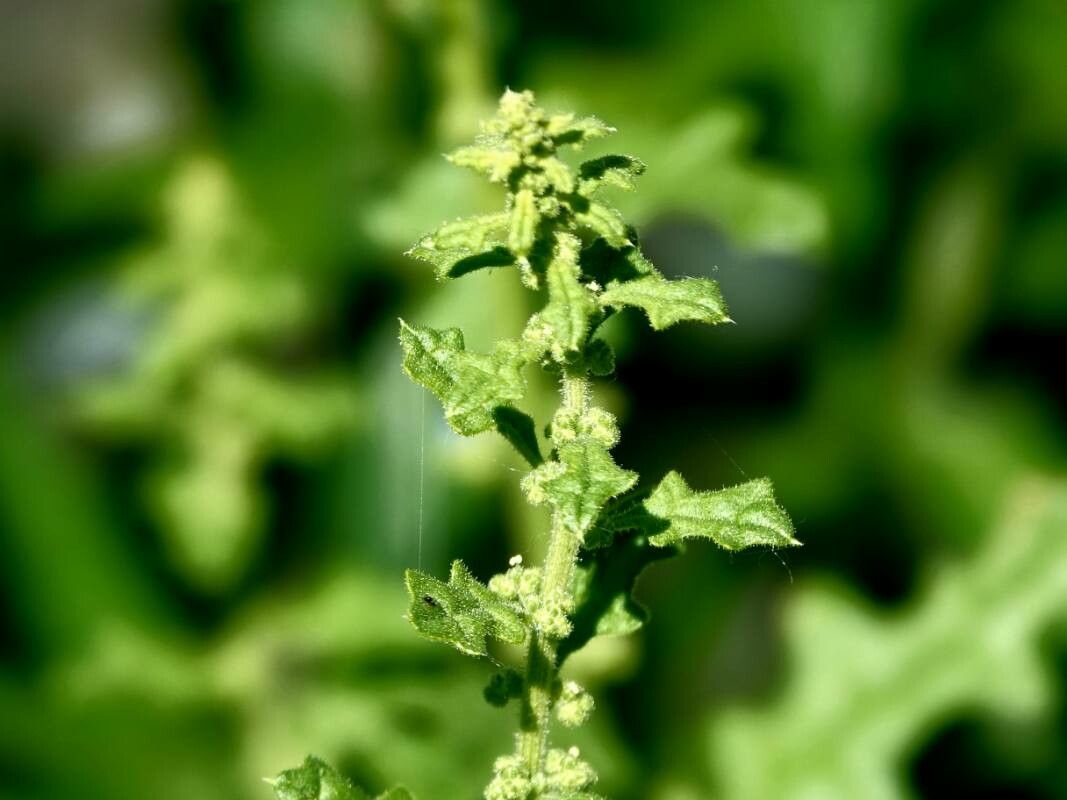 Dysphania schraderiana — search result for 'Dysphania'