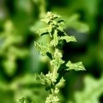 Dysphania schraderiana