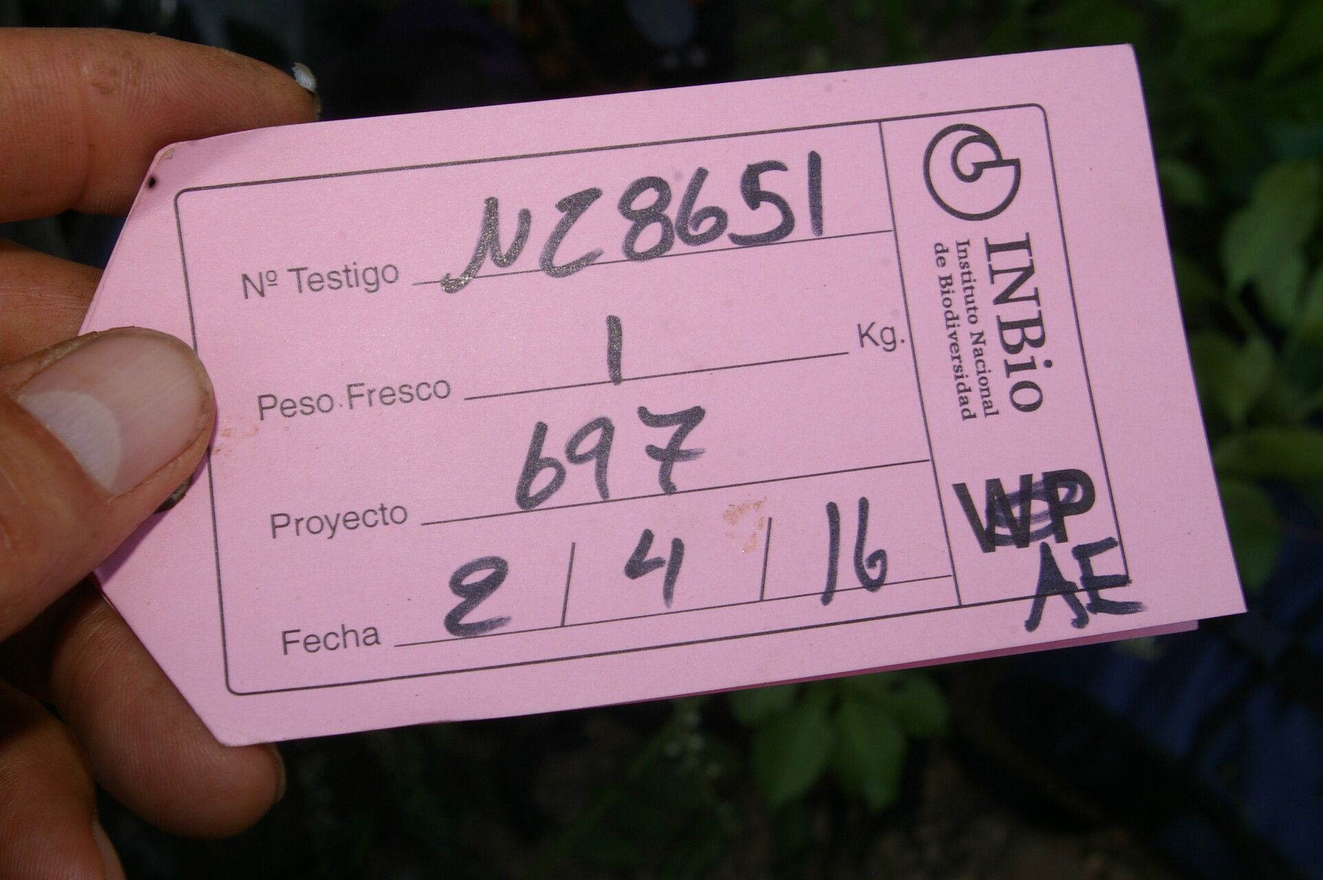 Serjania pyramidata other