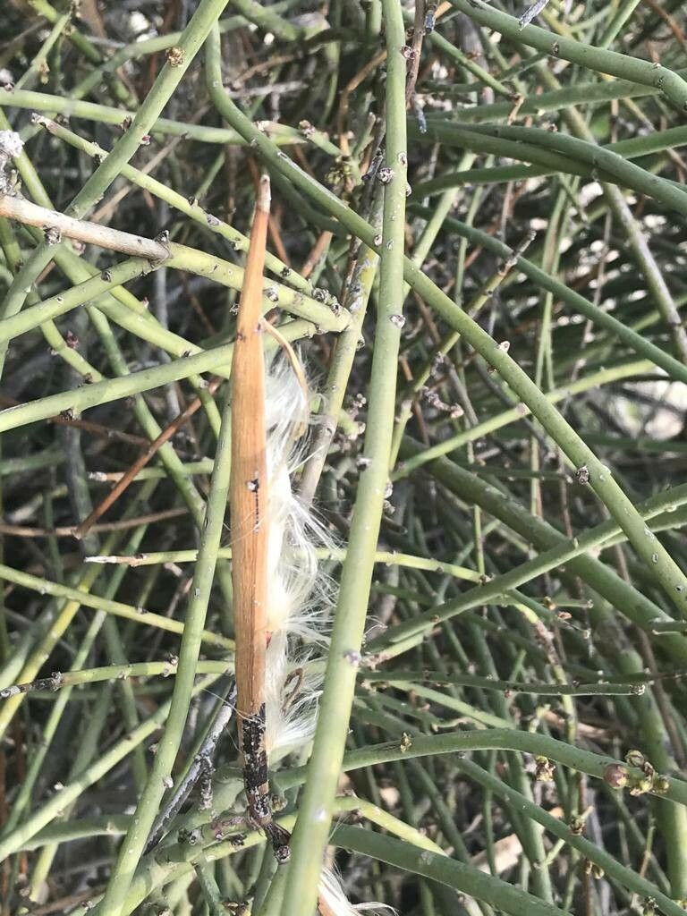 Periploca aphylla fruit