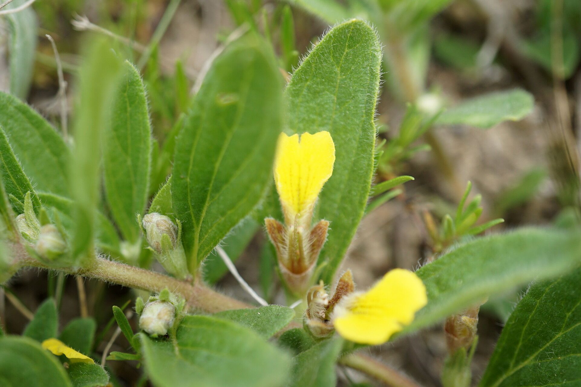 Ajuga salicifolia flower