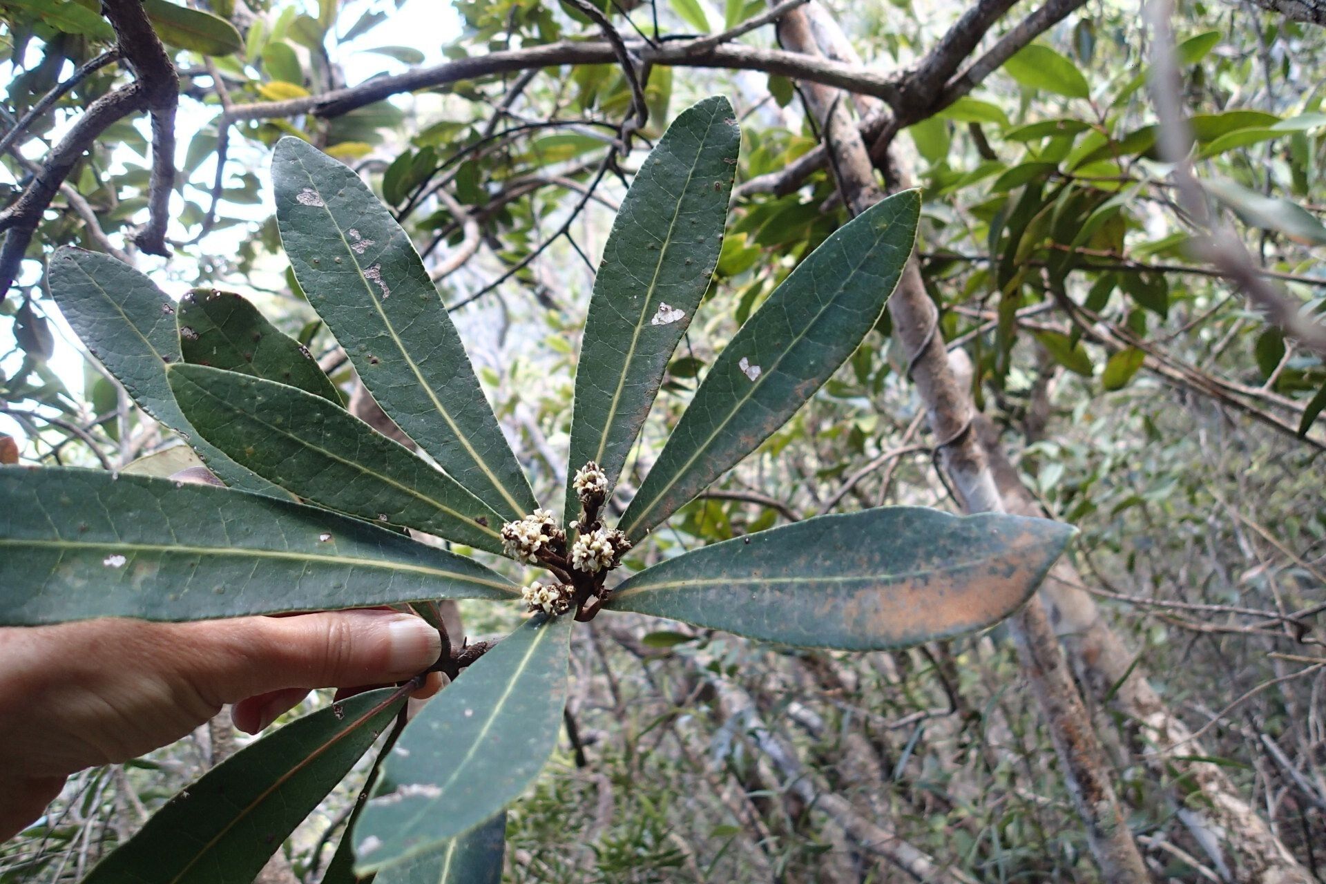 Semecarpus poyaensis — houseplant care guide