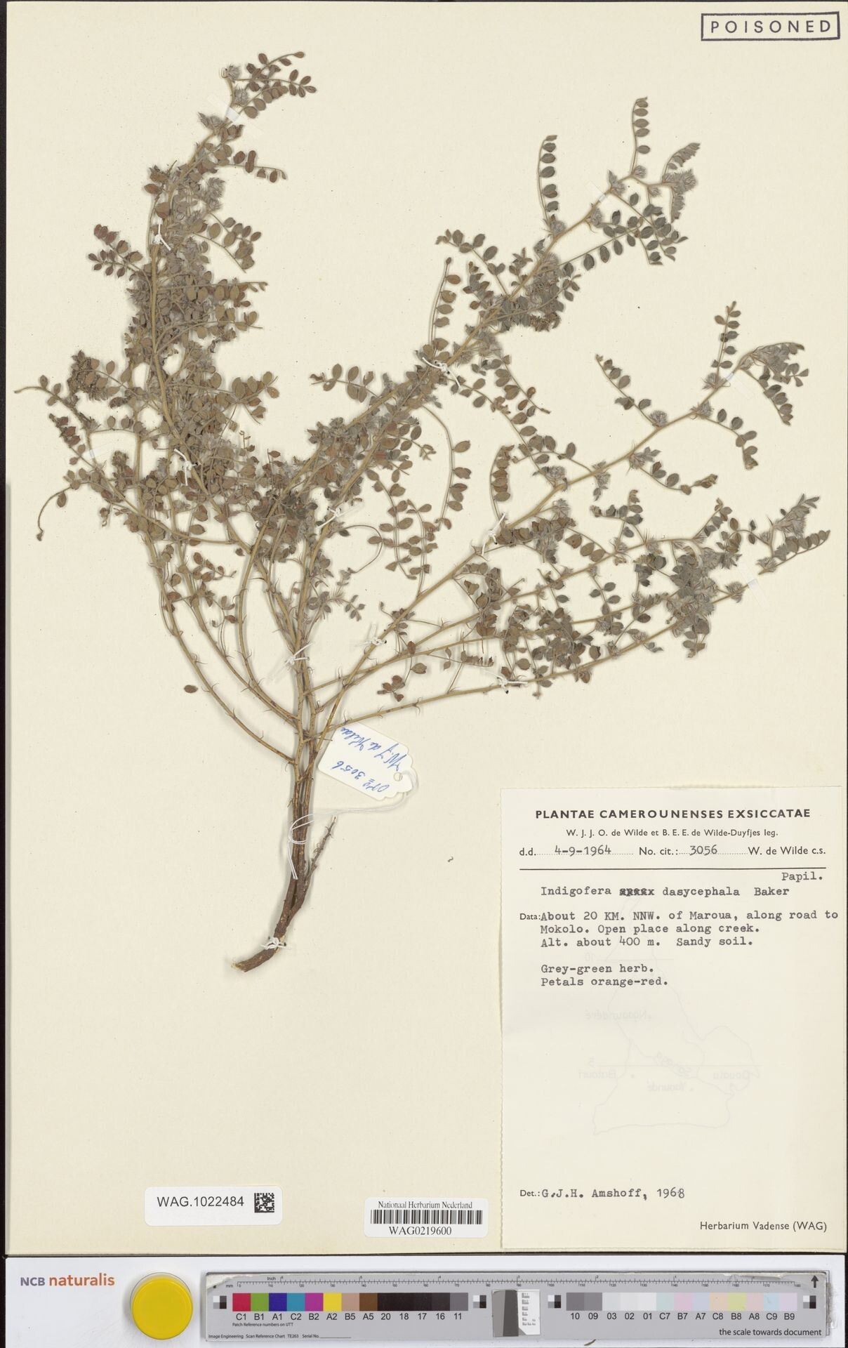 Indigofera dasycephala — houseplant care guide