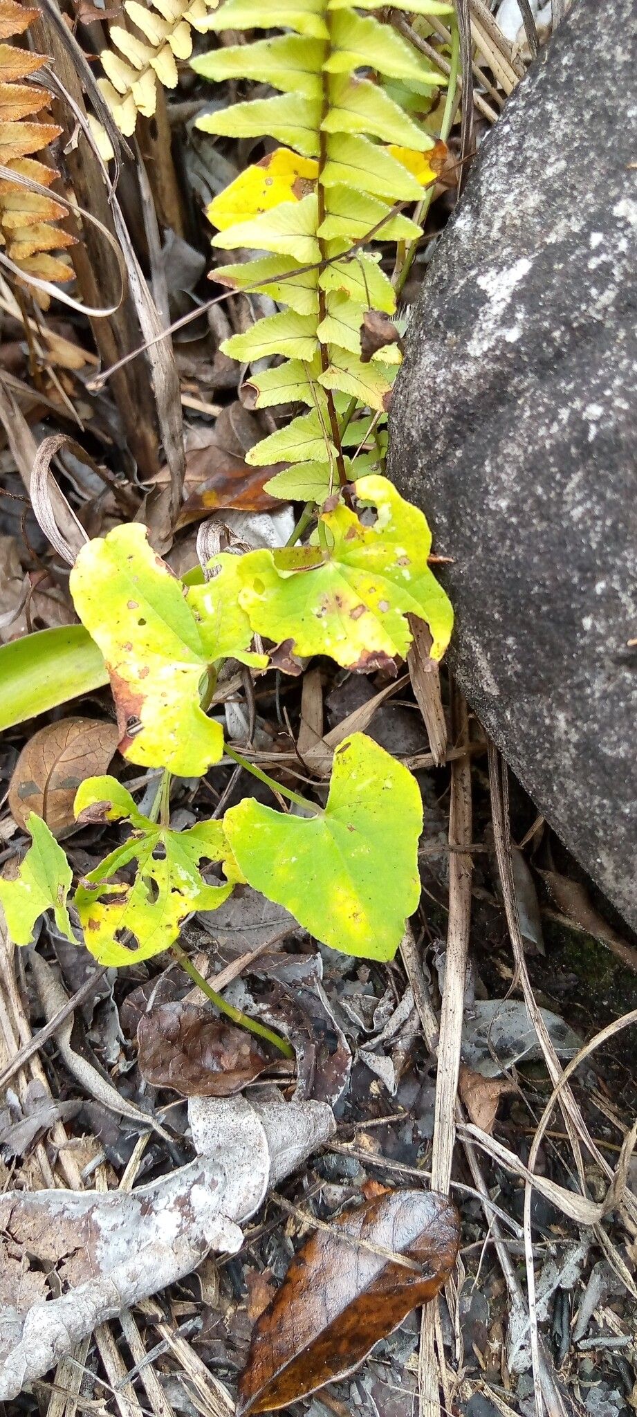 Dioscorea acuminata leaf