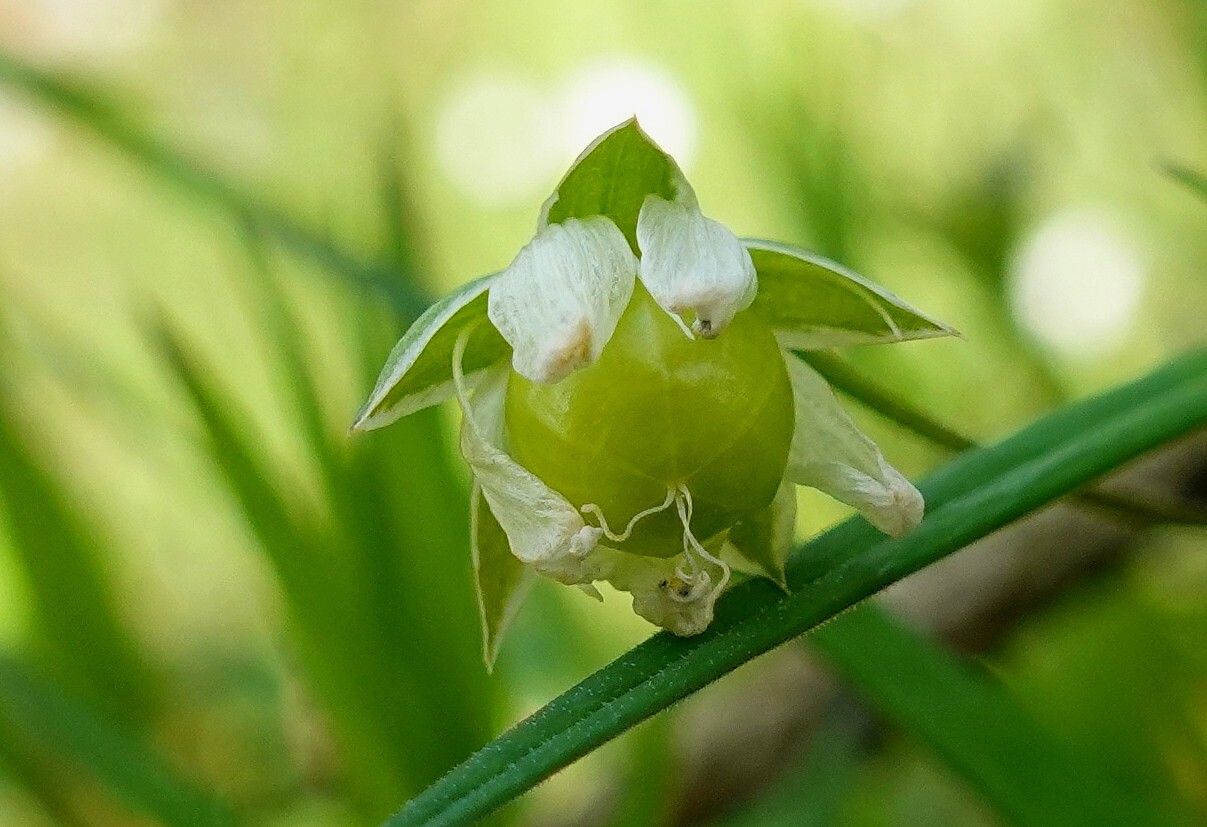 Stellaria holostea fruit