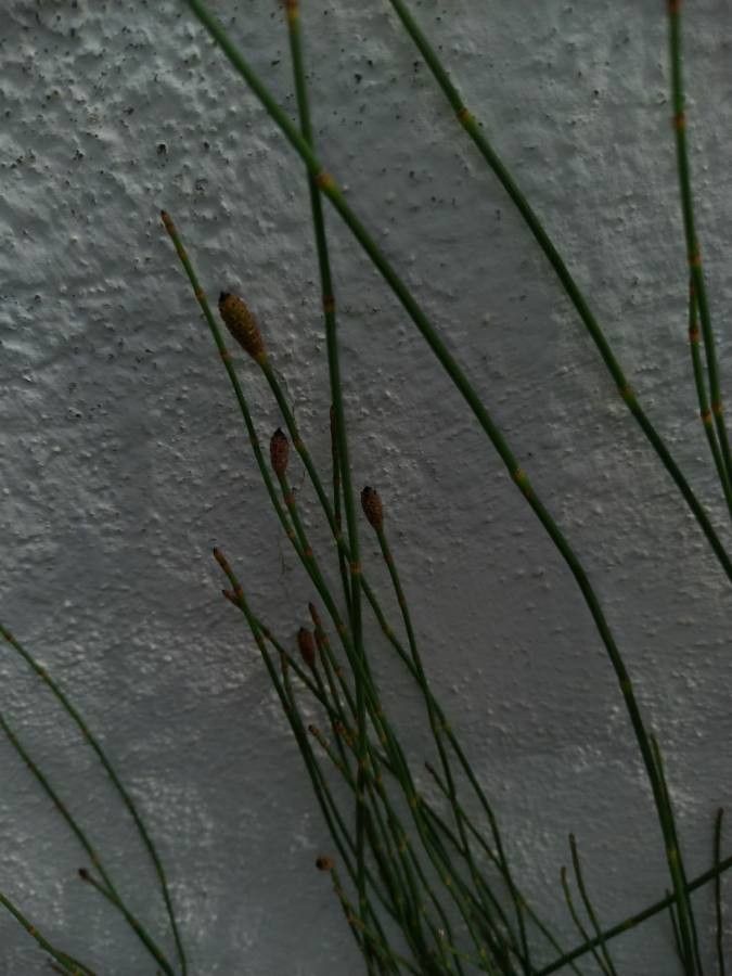 Eleocharis obtusa — search result for 'Eleocharis'