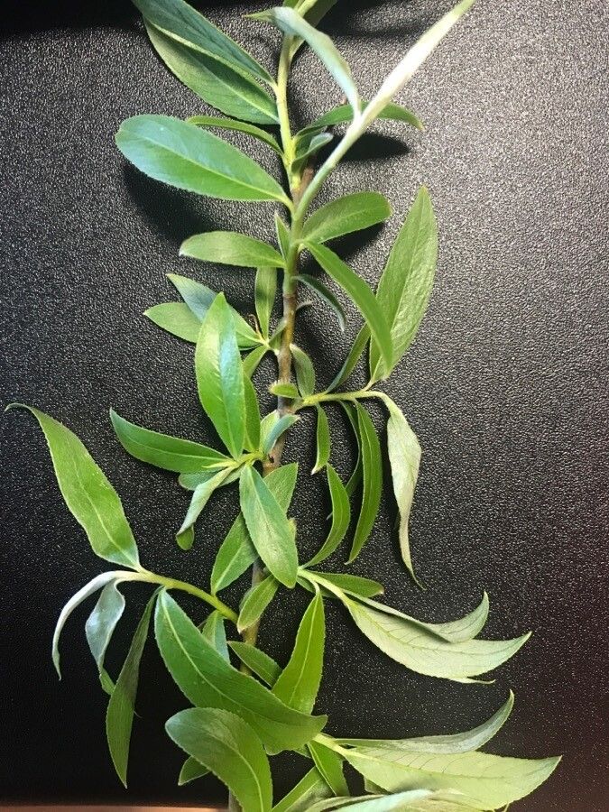 Salix x rubens leaf