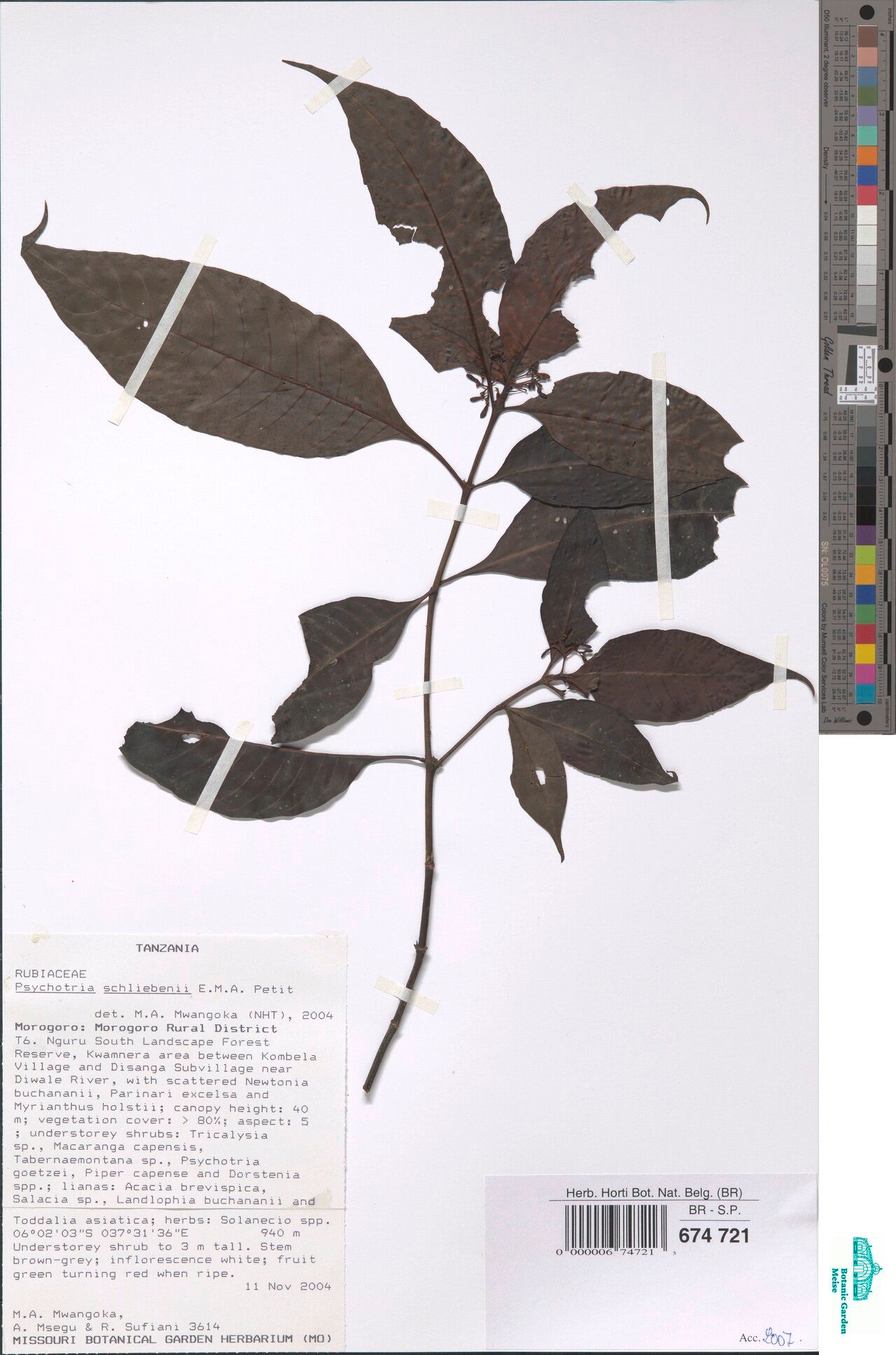 Psychotria schliebenii — houseplant care guide