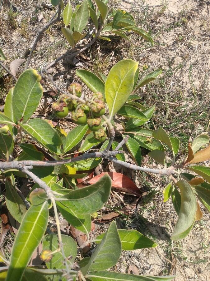 Byrsonima crassifolia fruit