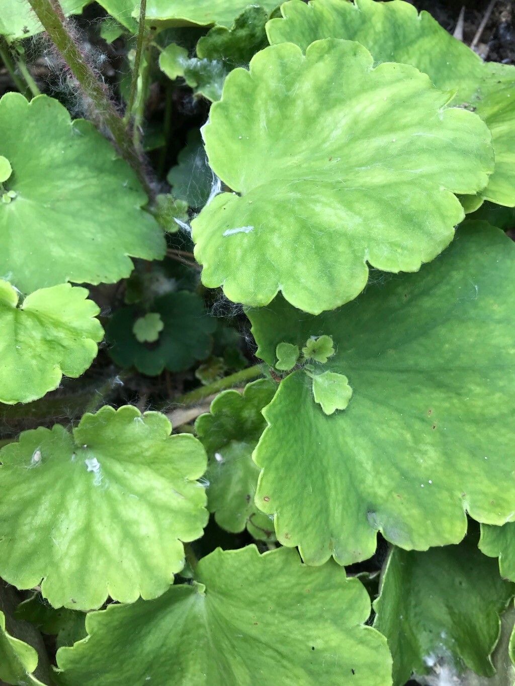 Saxifraga epiphylla leaf