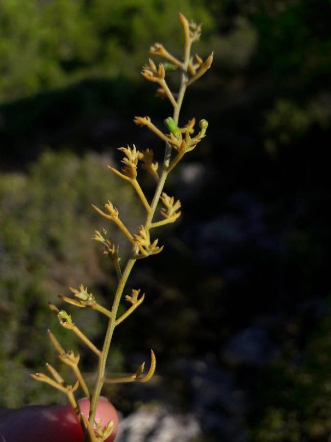 Thesium humifusum fruit