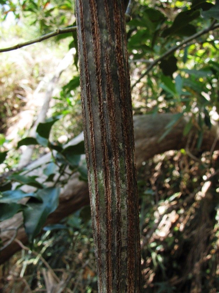 Ventilago neocaledonica bark
