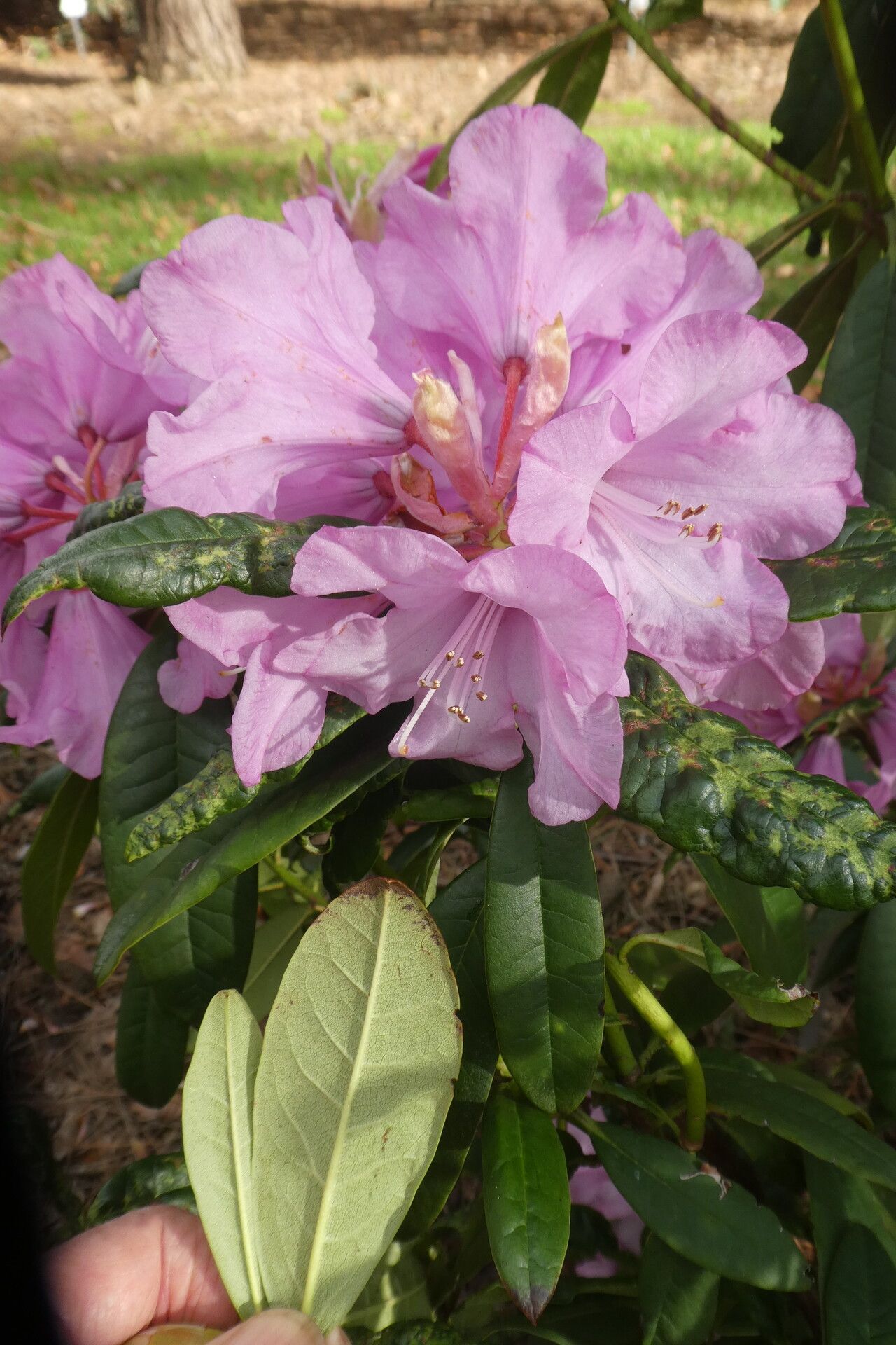 Rhododendron lukiangense — houseplant care guide