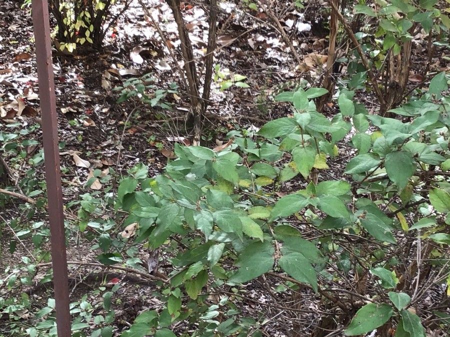 Lonicera ferdinandii — search result for 'Lonicera'