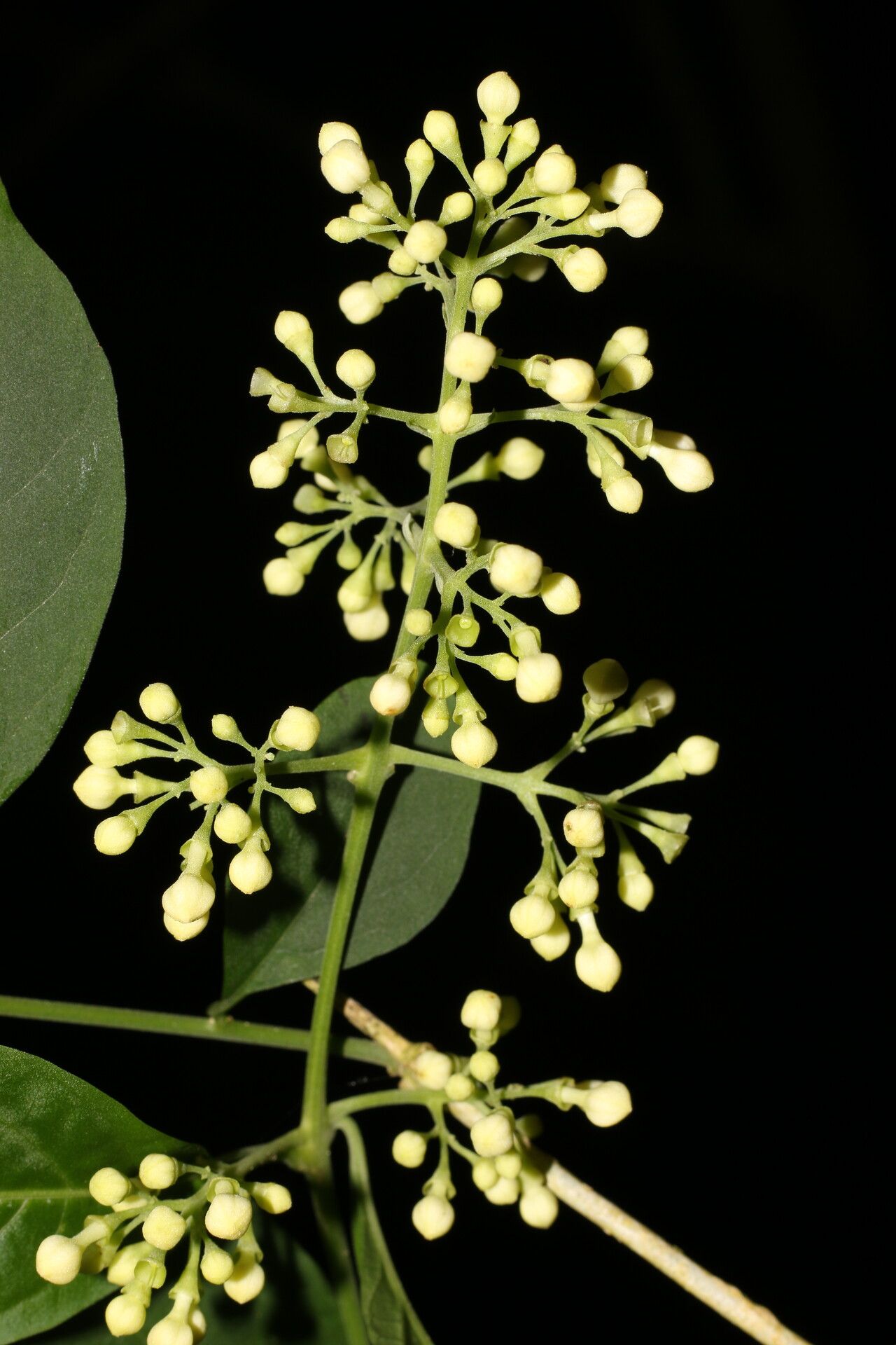 Aegiphila panamensis flower